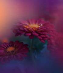Beautiful Nature Background.Creative Artistic Wallpaper.Abstract Macro Photography.Soft Focus.Floral Art Design.Close up View.Happy Holidays.Celebration,love.Violet Color.Colorful Chrysanthemum Flower