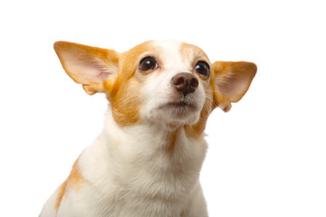 jack russell terrier