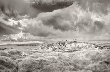 Beautiful panoramic landscape with spring grass, cliff and cows
