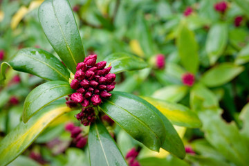 美しいジンチョウゲの蕾
