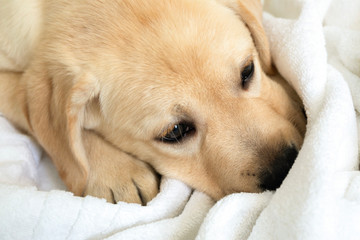 cute little six week old golden retriever puppy sleeping on white background