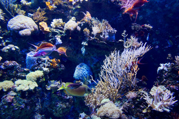 Acquario Singapore © MPaola