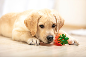 little puppy labrador played with toy in house