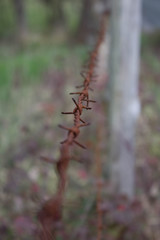 Barbed wire