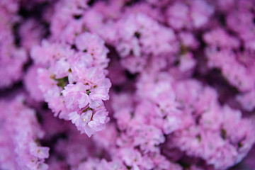 Close-up of pink forget-me-not bouquets. Myosotis, a genus of flowering plants in the family Boraginaceae. 