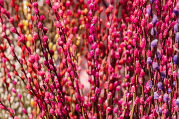 Salix argyracea. Coloful Willow. Popular chinese new year decoration.