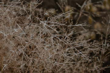 winter flowers