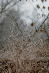 winter flowers