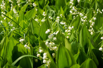 spring flowers white lilies of the valley in dense foliage