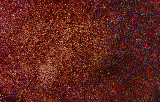 Abstract Macro Image Of Coronavirus In Blood And Petri Dish