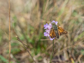 Silver-spotted skipper, Hesperia comm