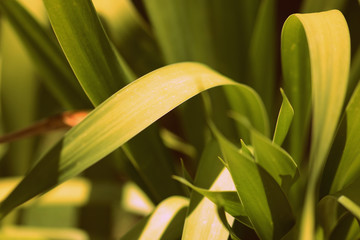 Obraz premium Leaves of tropical plants lit by the bright summer sun close-up. Natural background retro style toned