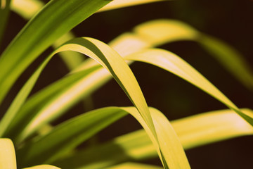 Leaves of tropical plants lit by the bright summer sun close-up. Natural background retro style toned