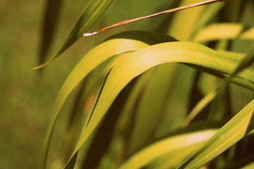Leaves of tropical plants lit by the bright summer sun close-up. Natural background retro style toned
