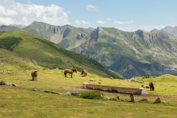 A scene of farm animals grazing in the mountains of Somiedo, Asturias.