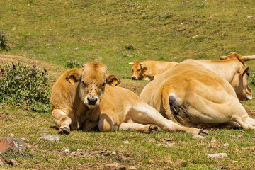A scene of farm animals grazing in the mountains of Somiedo, Asturias.