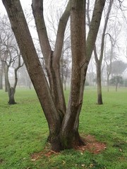 Fototapeta premium Alquería Park a foggy day