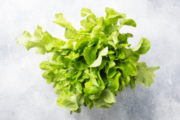 Fresh leaves of green oak lettuce. Gray background with Copy space.