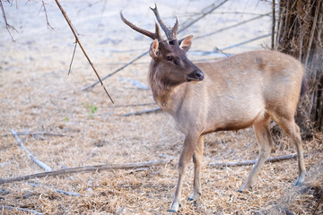 Young Deer Stag