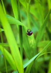 ladybug crawling on a green blade of grass