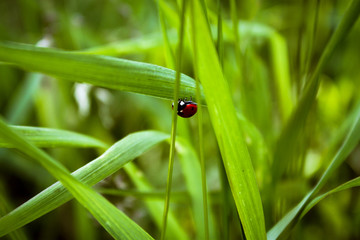 ladybug crawling on a green blade of grass