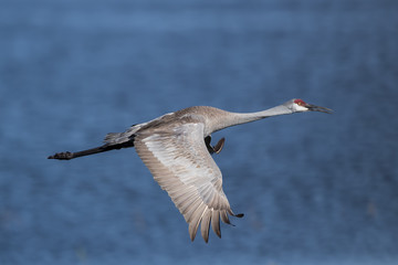 Obraz premium Sandhill Crane Flying