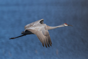 Obraz premium Sandhill Crane Flying