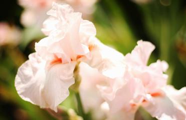 Beautiful blooming spring color iris - 318849472