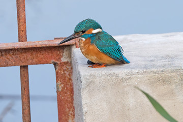 Kingfisher waiting for a fish to catch El Hondo Spain.