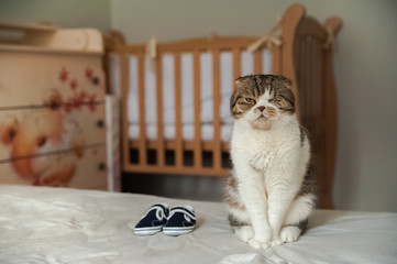 Domestic cat in a children's room. Scottish fold cat and baby booties. Allergies in children to animals, worms in pets and a child in the house.