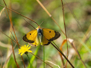 Clouded Yellow butterfly Colias croceus, wings open