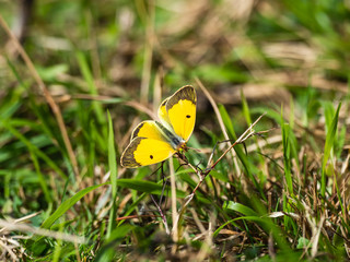 Clouded Yellow butterfly Colias croceus, wings open