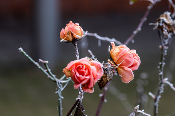 Une Saint Valentin glaciale