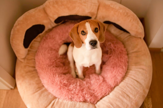 Dog sitting in pink dog bed looking up at camera. Beagle pet concept. Canine background