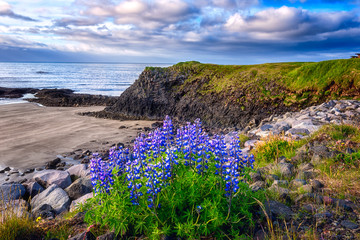 Amazing nature sunny landscape, summer time in Iceland. Fantastic view of the Atlantic coast, blossoming blue lupine flowers, ocean, rocks and beautiful sky with clouds, outdoor travel background