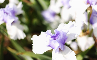 Beautiful blooming spring color iris - 318851034
