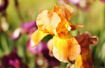Beautiful blooming spring color iris - 318851263