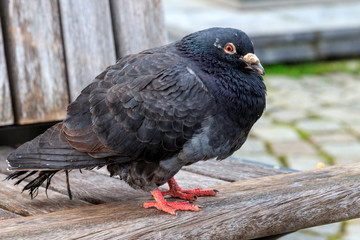 Un éboueur urbain avec des ailes