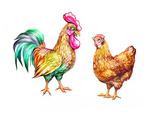 chicken and rooster