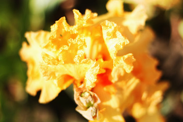 Beautiful blooming spring color iris - 318851622