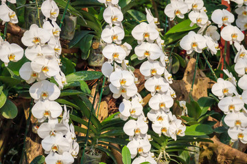 Beautiful Phalaenopsis Orchid flower blooming in garden floral background