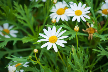Fototapeta premium Daisy flower with green leaves