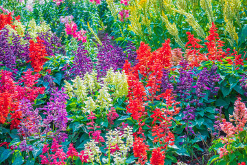 Colorful flowers in the garden natural background