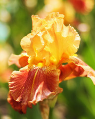 Beautiful blooming spring color iris - 318852425