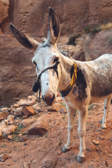 donkey in desert