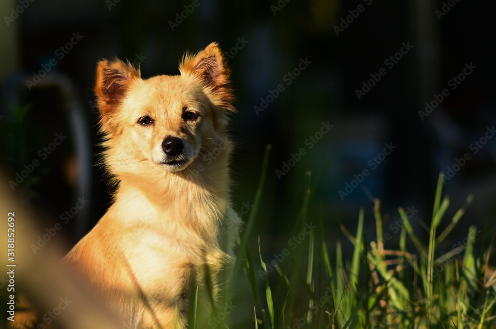 Wall mural portrait of happy dog