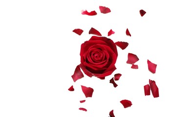 Blurred a sweet red rose flower blossom with a group of corollas on white isolated background with copy space 
