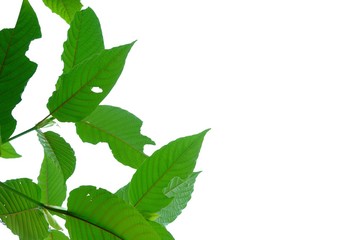 Kratom leave with branches on white isolated background for green foliage backdrop 