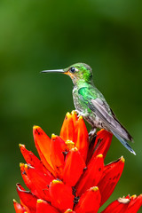 Fototapeta premium Amazilia decora, Charming Hummingbird, bird feeding sweet nectar from flower pink bloom. Hummingbird behaviour in tropic forest, nature habitat in Corcovado NP, Costa Rica. Two bird in fly, wildlife.