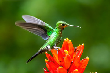 Fototapeta premium Amazilia decora, Charming Hummingbird, bird feeding sweet nectar from flower pink bloom. Hummingbird behaviour in tropic forest, nature habitat in Corcovado NP, Costa Rica. Two bird in fly, wildlife.